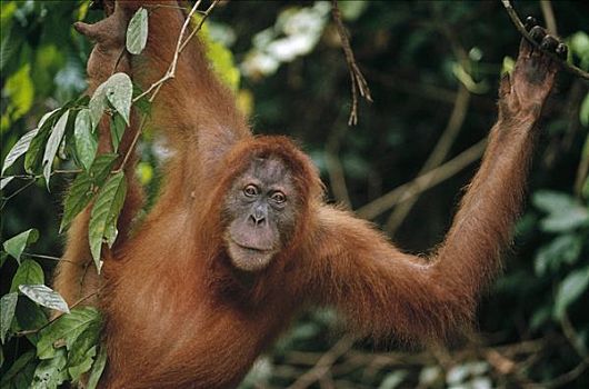 猩猩,黑猩猩,成年,肖像,悬挂,树上,苏门答腊岛