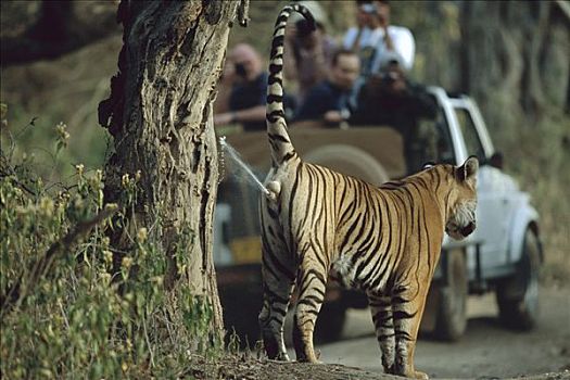 孟加拉虎,虎,幼小,男性,正面,游客,交通工具,伦滕波尔国家公园,印度