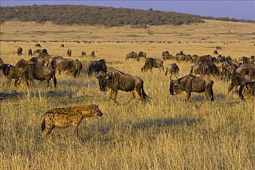斑鬣狗,看,蓝角马,角马,牧群,马赛马拉国家保护区,肯尼亚
