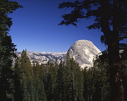 树,树林,山脉,背景,圆顶,优胜美地国家公园,加利福尼亚,美国
