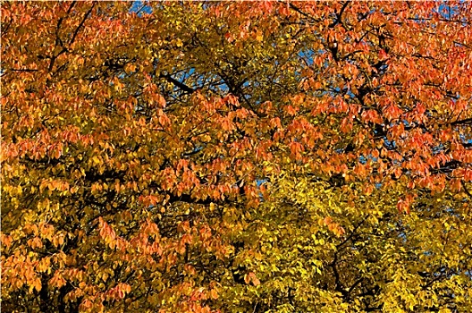 彩色,叶子,秋日风光