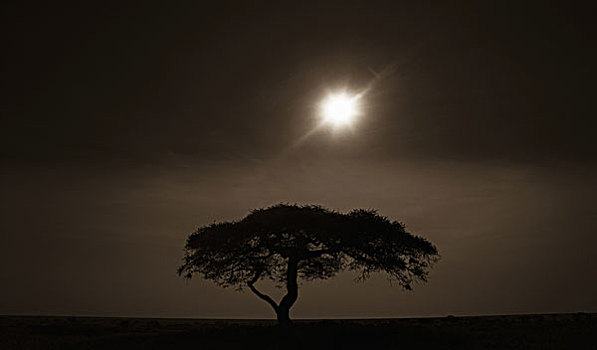 刺槐,塞伦盖蒂国家公园,日落,坦桑尼亚