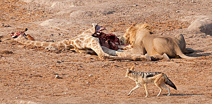 纳米比亚,埃托沙国家公园,狮子,宴会,长颈鹿,杀,黑背狐狼,看
