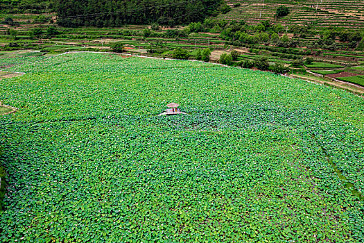杭州千岛湖岭下湿地公园荷花盛开航拍