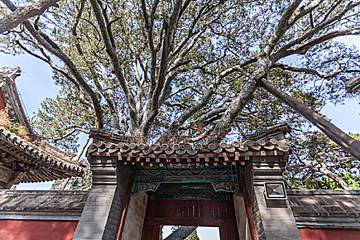 京西古刹戒台寺