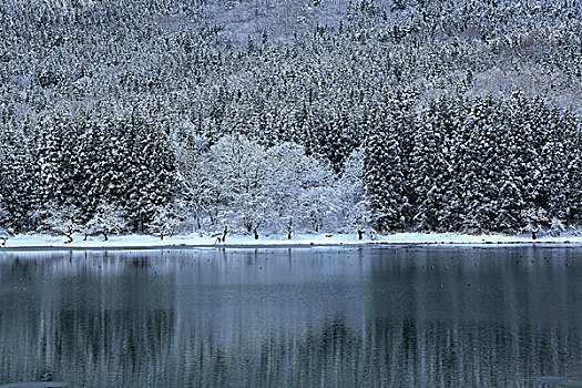 雪景,湖