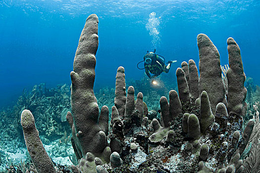 加勒比,水下,景色,珊瑚,礁石,柱子,岛屿