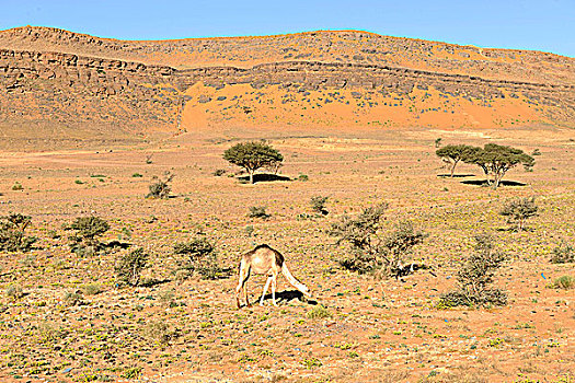 阿尔及利亚,撒哈拉沙漠,单峰骆驼