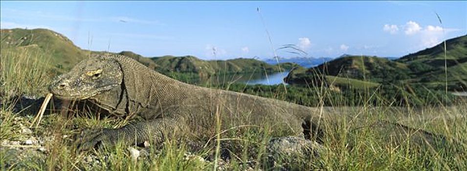 科摩多巨蜥,科摩多龙,特写,展示,舌头,林卡岛,科莫多国家公园,印度尼西亚