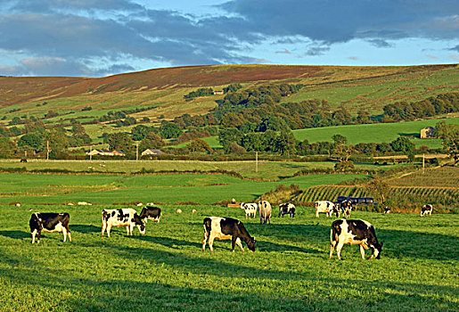 生活,牛,黑白花牛,弗里斯兰奶牛,母牛,放牧,草场,绵羊,晚上,靠近,兰开夏郡,英格兰,英国,欧洲