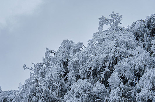 重庆金佛山雪白的童话世界