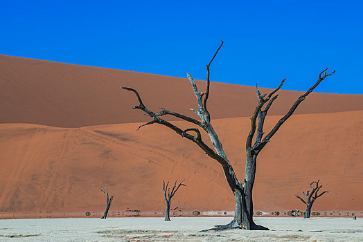 死,树,刺槐,正面,沙丘,死亡谷,索苏维来地区,纳米布沙漠,纳米比诺克陆夫国家公园,纳米比亚,区域