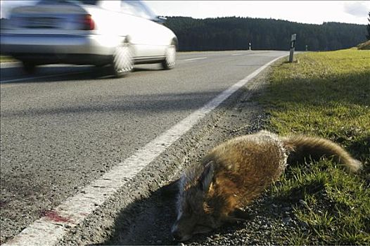汽车,道路,死,狐狸,旁侧,路边,杀死,哺乳动物,动物