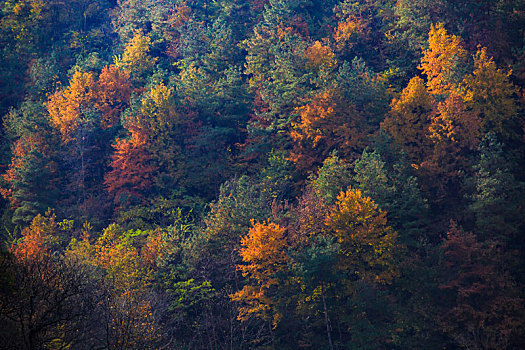 秋色,树木,树枝,树干,户外,山