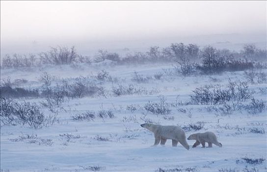 女性,北极熊,幼兽,走,丘吉尔市,哈得逊湾,加拿大