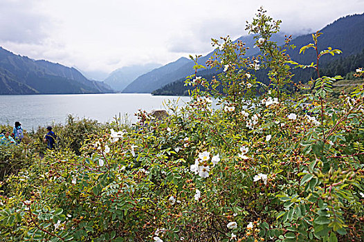 国家aaaaa级旅游景区新疆天山天池风光