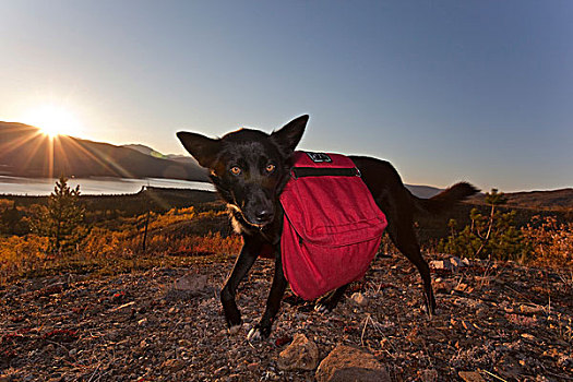 狗,雪橇狗,阿拉斯加,哈士奇犬,背包,鱼,湖,后面,秋色,深秋,育空地区,加拿大,北美