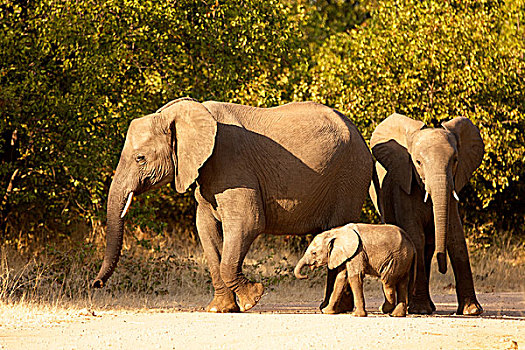 非洲象,幼兽,克鲁格国家公园,南非,非洲