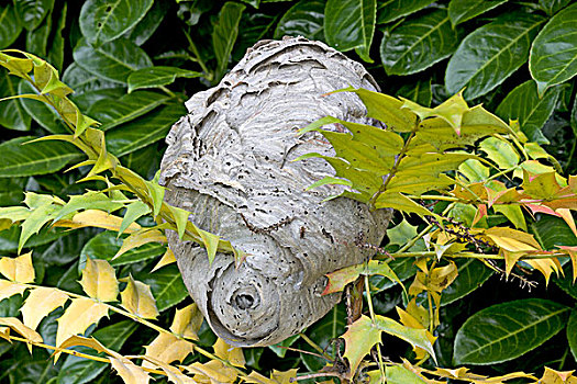 黄蜂,窝,花园,植物,灌木,英格兰,英国,欧洲