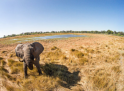 非洲,博茨瓦纳,莫雷米禁猎区,航拍,公象,非洲象,湿地,奥卡万戈三角洲