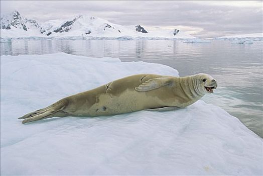 食蝦海豹,食蟹海豹,休息,冰,天堂湾,南极