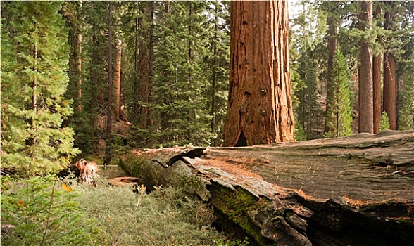秋天,树林,巨杉,树,国家公园,加利福尼亚
