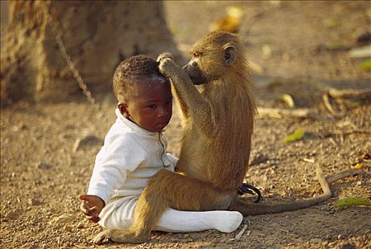 阿拉伯狒狒,修饰,人,婴儿,几内亚