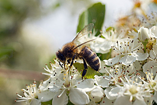 特写,蜜蜂,采集,花蜜,盛开,树篱