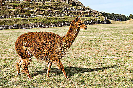 羊驼,靠近,库斯科,秘鲁,南美