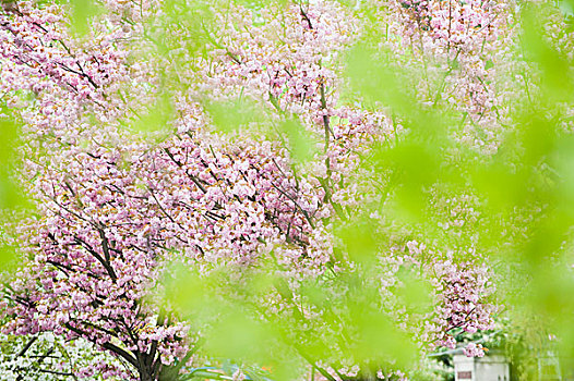 樱桃树,盛开,叶子