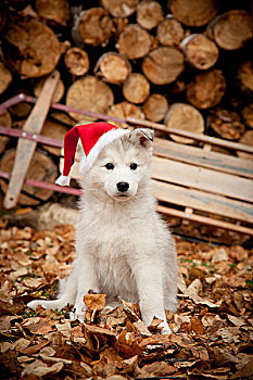 西伯利亚,哈士奇犬,小狗,戴着,红色,圣诞帽,雪撬,木堆,背景,阿拉斯加,秋天