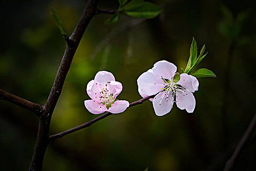 桃花,桃花盛开