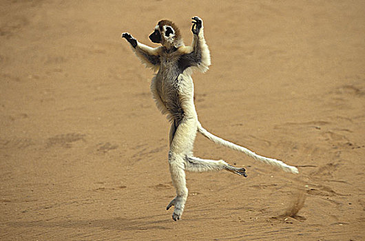 维氏冕狐猴,成年,蹦跳,地面,马达加斯加