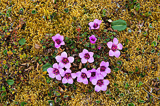 挪威,斯瓦尔巴特群岛,露营,紫色,虎耳草属植物
