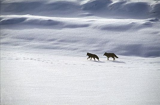 丛林狼,犬属,一对,跟随,小路,雪地,黄石国家公园,怀俄明