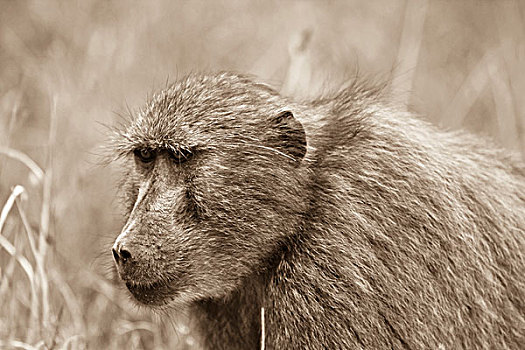 南非大狒狒,豚尾狒狒,林波波河,省,南非