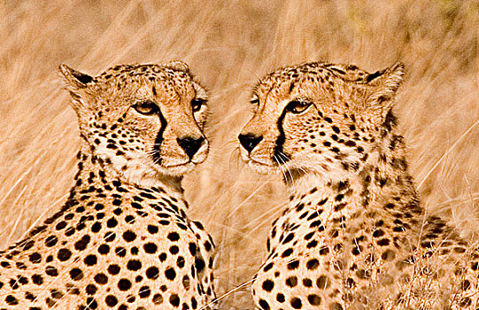 肯尼亚,马赛马拉国家保护区,头像,两个,印度豹,兄弟