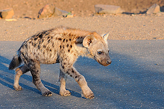 斑鬣狗,笑,鬣狗,幼兽,走,道路,早晨,克鲁格国家公园,南非,非洲