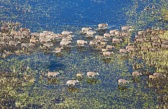 南非水牛,非洲水牛,湿地,区域,航拍,奥卡万戈三角洲,莫雷米禁猎区,博茨瓦纳,非洲