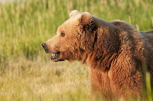 褐色,大灰熊,棕熊,阿拉斯加,美国