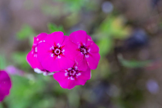 长春花花海