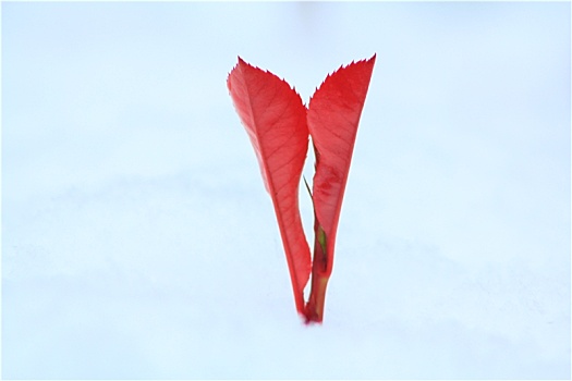 破雪生长的红色叶子