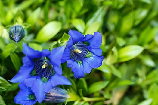 喇叭状,龙胆属,蓝色,春花,花园