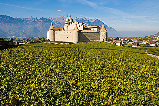 城堡,葡萄园,洛桑,沃州,瑞士,欧洲