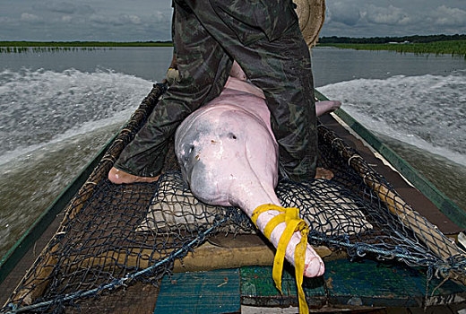 亚马逊河,海豚,捕获,研究,巴西
