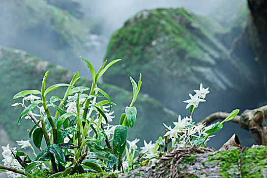 巨石堆里野生开花的铁皮石斛