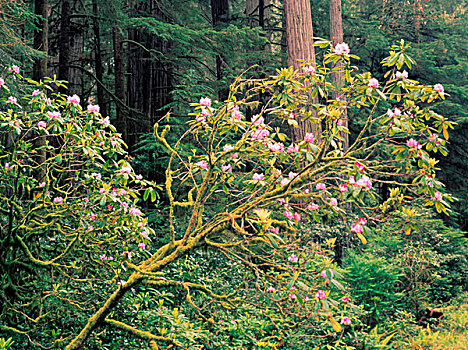 野外,小树林,红杉,国家森林,北加州