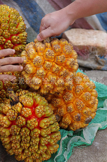 野菠萝蜜 菠萝蜜 水果 野生 果 果实 荨麻目 桑科 波罗蜜属 黄 橙色