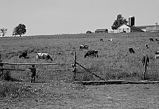 男孩,看,母牛,上方,围栏,土地