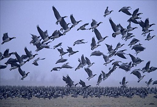 白额黑雁,成群,飞起,欧洲
